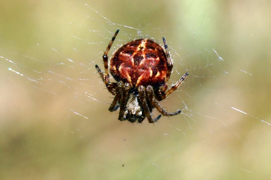 Agalenatea redii - Sardegna centro-orientale (NU)